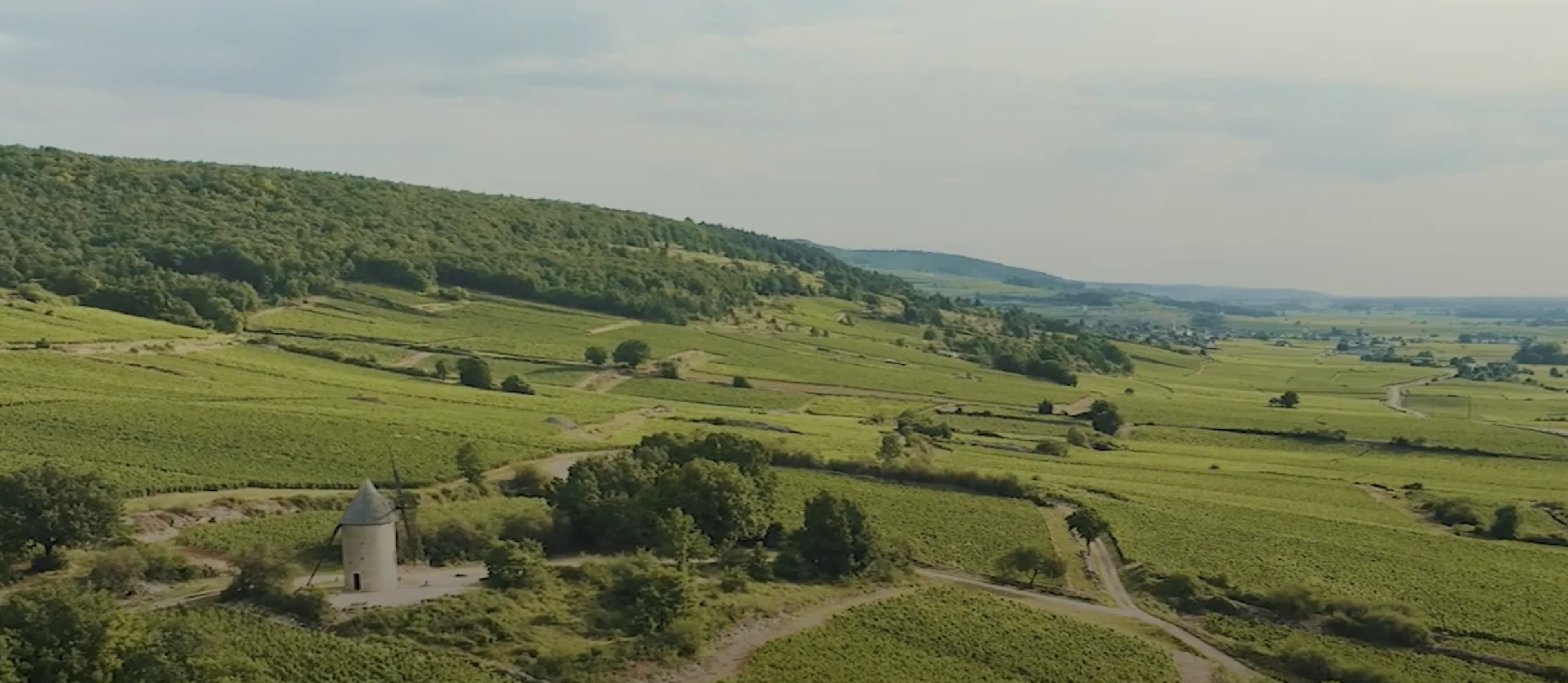 Sunlit vineyard rows rolling toward the horizon