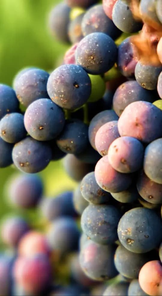 Vineyard scene 1