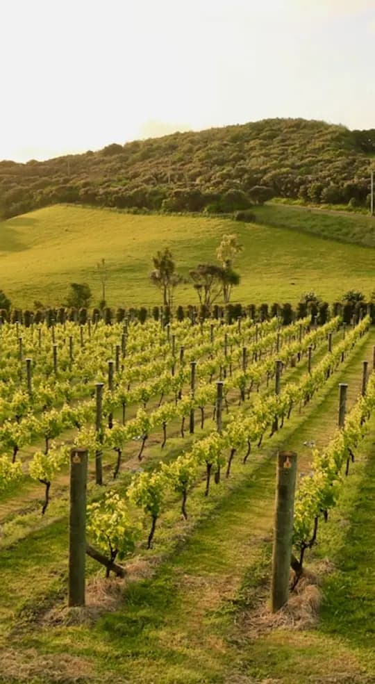 Vineyard scene 3